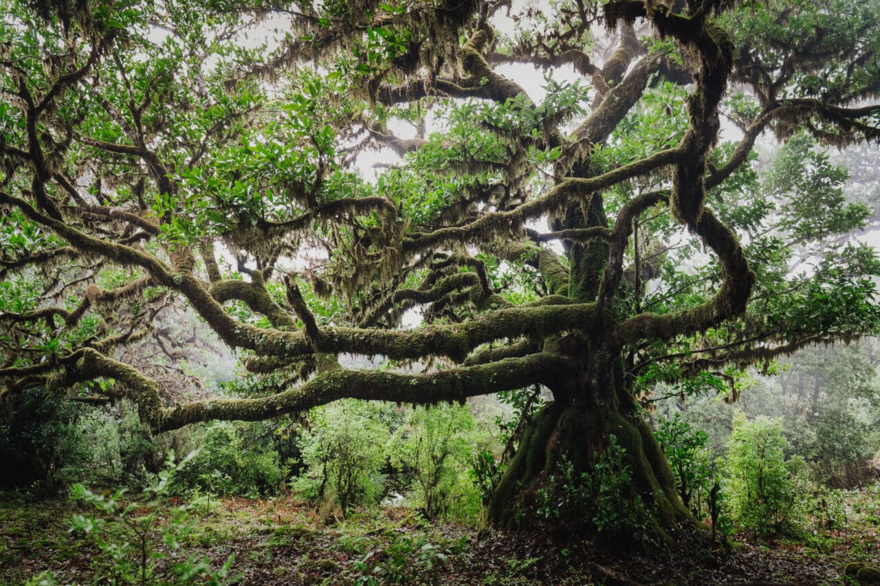 Colors in Photography, green, tree 