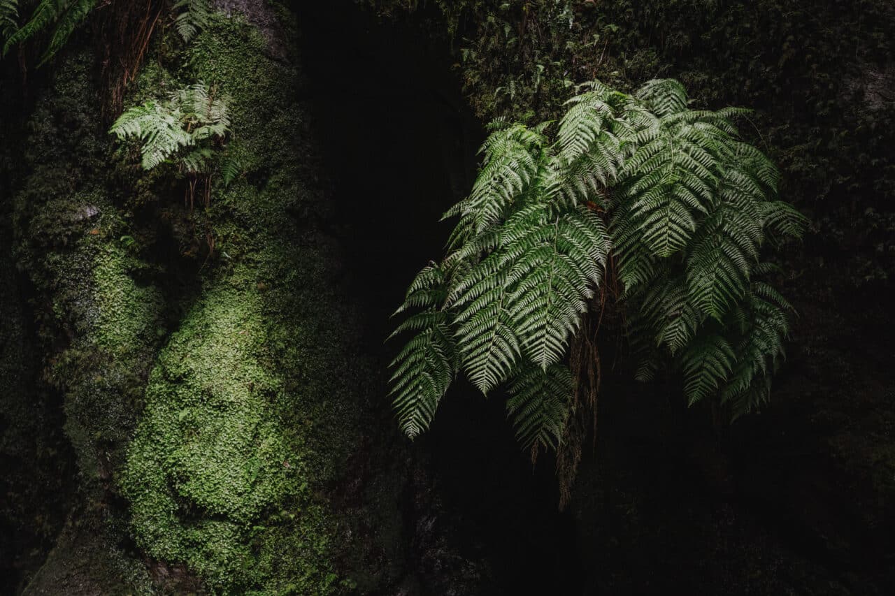 Colors in Photography, green, leaf