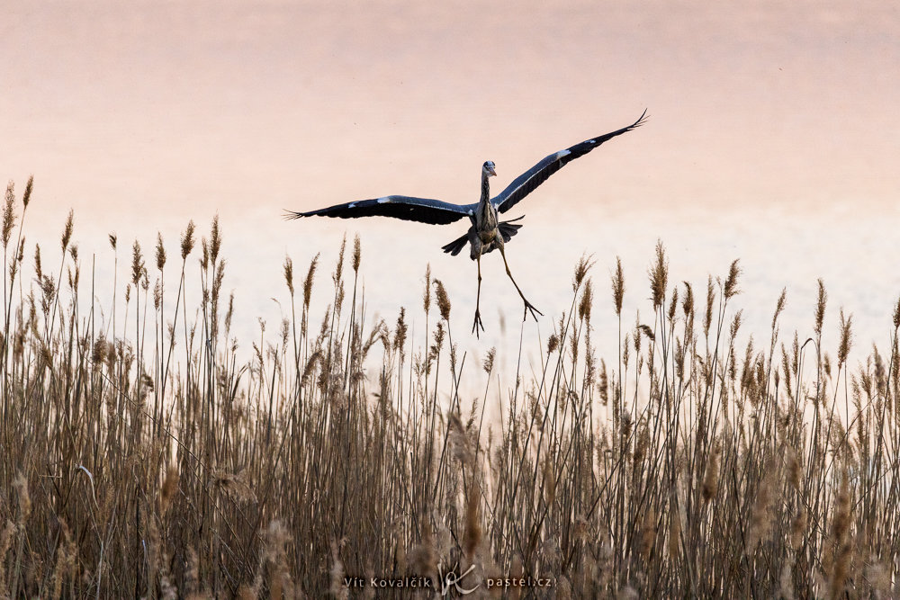 Manual Mode – animals