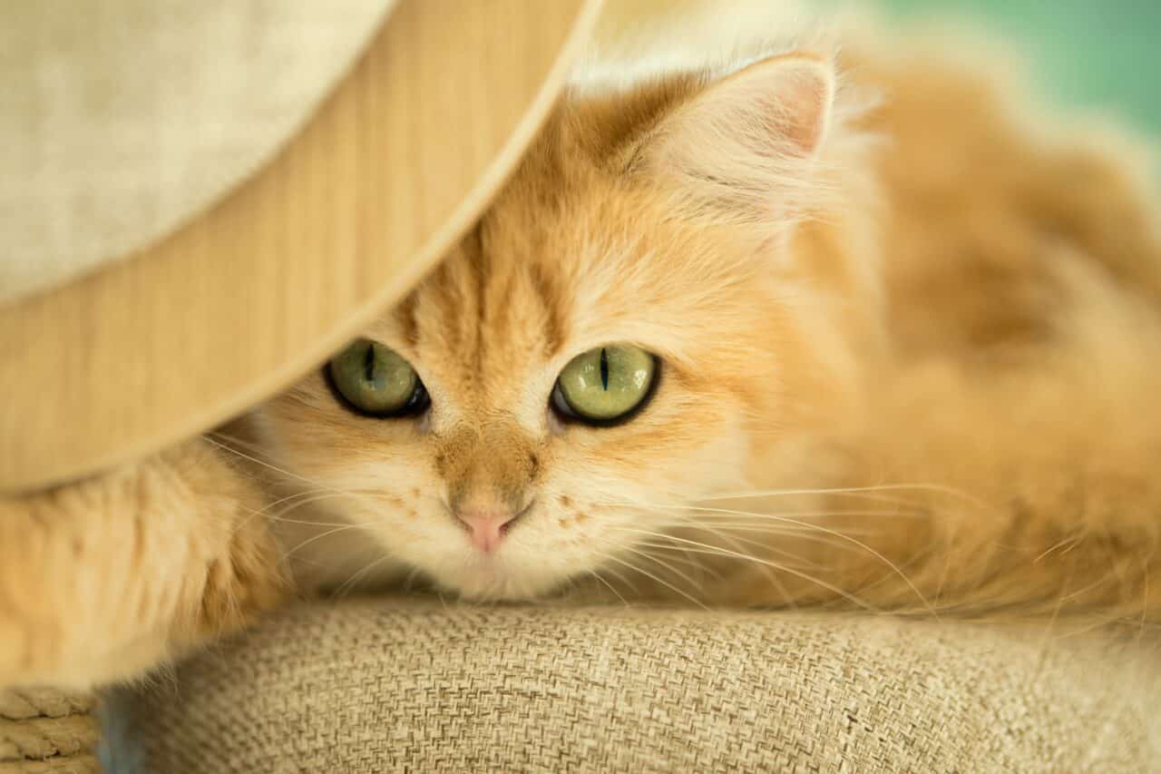 Low-Contrast Photography, original